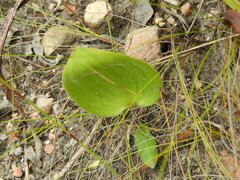 Eriospermum dielsianum