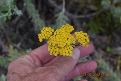 Helichrysum dasyanthum