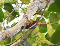 Reinwardtipicus validus