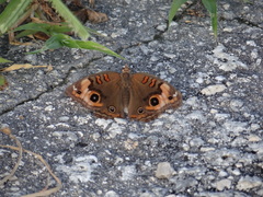 Junonia neildi varia