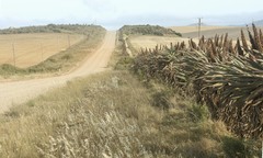 Aloe ferox