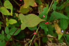 Persicaria sinica