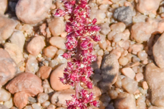 Amaranthus fimbriatus