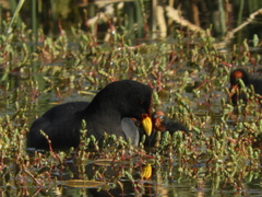 Fulica rufifrons
