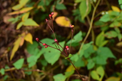 Persicaria sinica