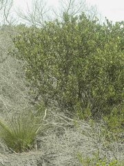 Osteospermum moniliferum