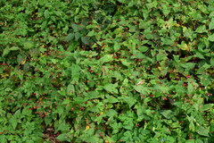 Persicaria sinica