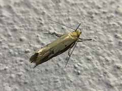 Tachystola hemisema