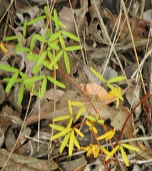 Oxalis pendulifolia