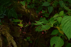 Persicaria sinica