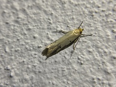 Tachystola hemisema