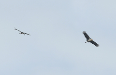 Leptoptilos javanicus