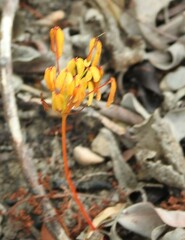 Oxalis pendulifolia