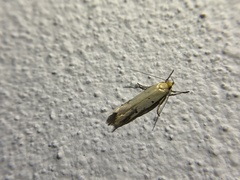 Tachystola hemisema