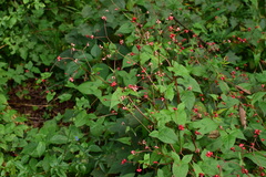 Persicaria sinica