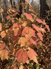 Viburnum acerifolium