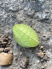Apoda limacodes