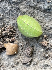 Apoda limacodes
