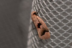 Acanthodela erythrosema