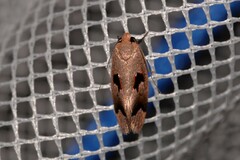 Acanthodela erythrosema