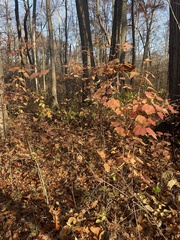 Viburnum acerifolium