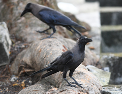 Corvus splendens