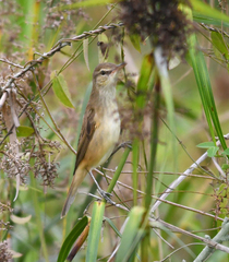 Acrocephalus orientalis