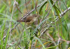 Acrocephalus orientalis