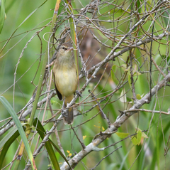 Acrocephalus orientalis