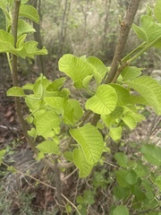 Turraea nilotica