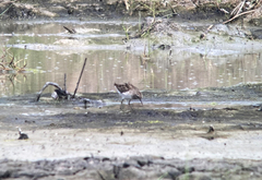 Calidris subminuta