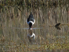 Himantopus mexicanus melanurus