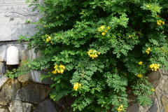 Senna bicapsularis