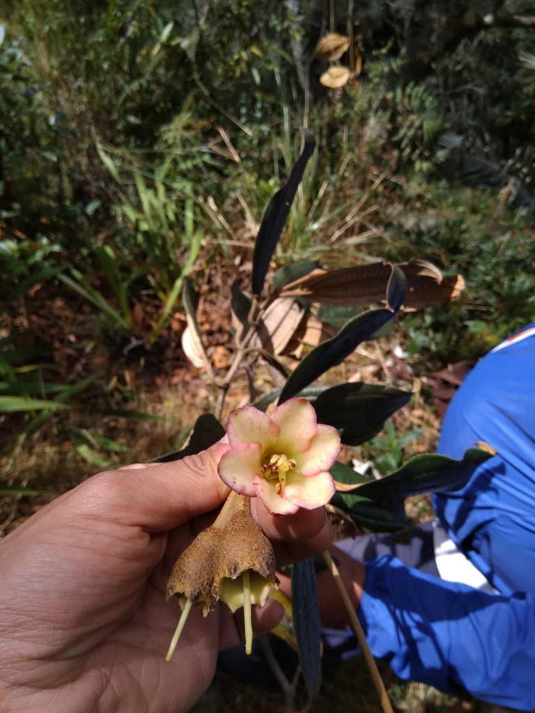 Chalybea