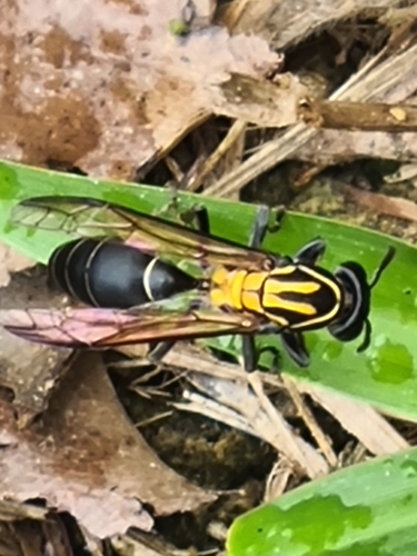 Polybia striata