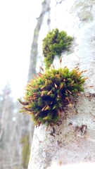 Ulota crispa