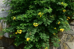 Senna bicapsularis