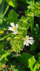 Euphrasia officinalis