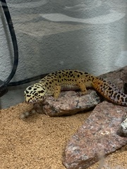 Eublepharis macularius