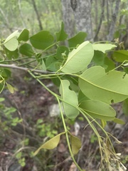 Pterocarpus rotundifolius