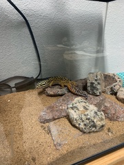 Eublepharis macularius