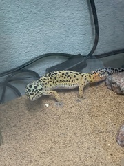 Eublepharis macularius