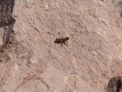 Melanoplus thomasi