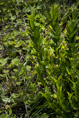 Acalypha peduncularis