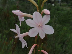 Watsonia knysnana