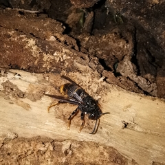 Vespa velutina nigrithorax