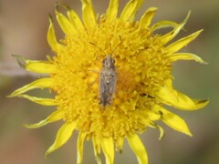 Nysius