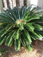 Cycas revoluta