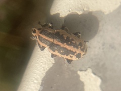 Eudiagogus rosenschoeldi