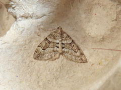 Thera contractata